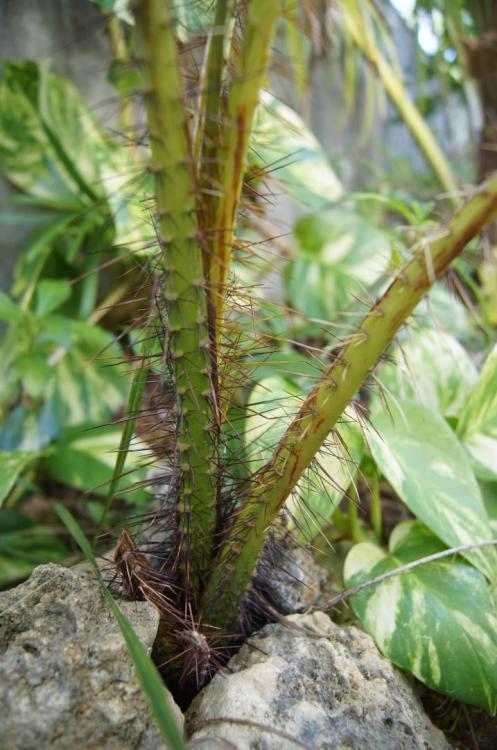 001x.thumb.jpg.70be07be0afe8ada9597ebc65