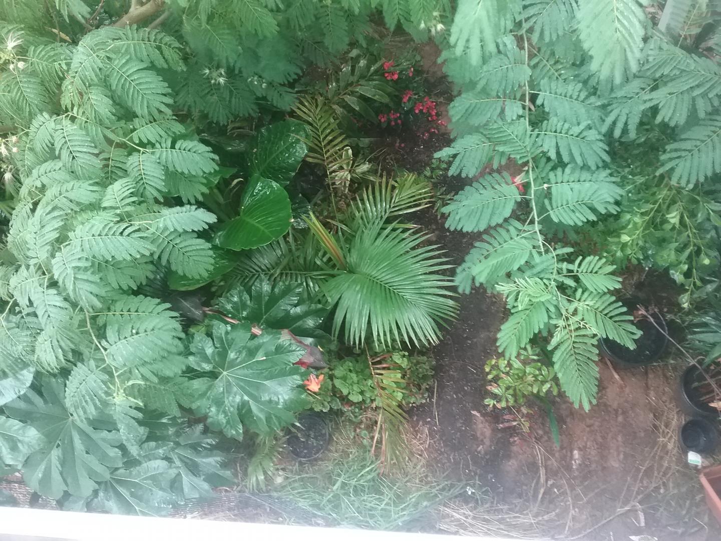 Tropical rain