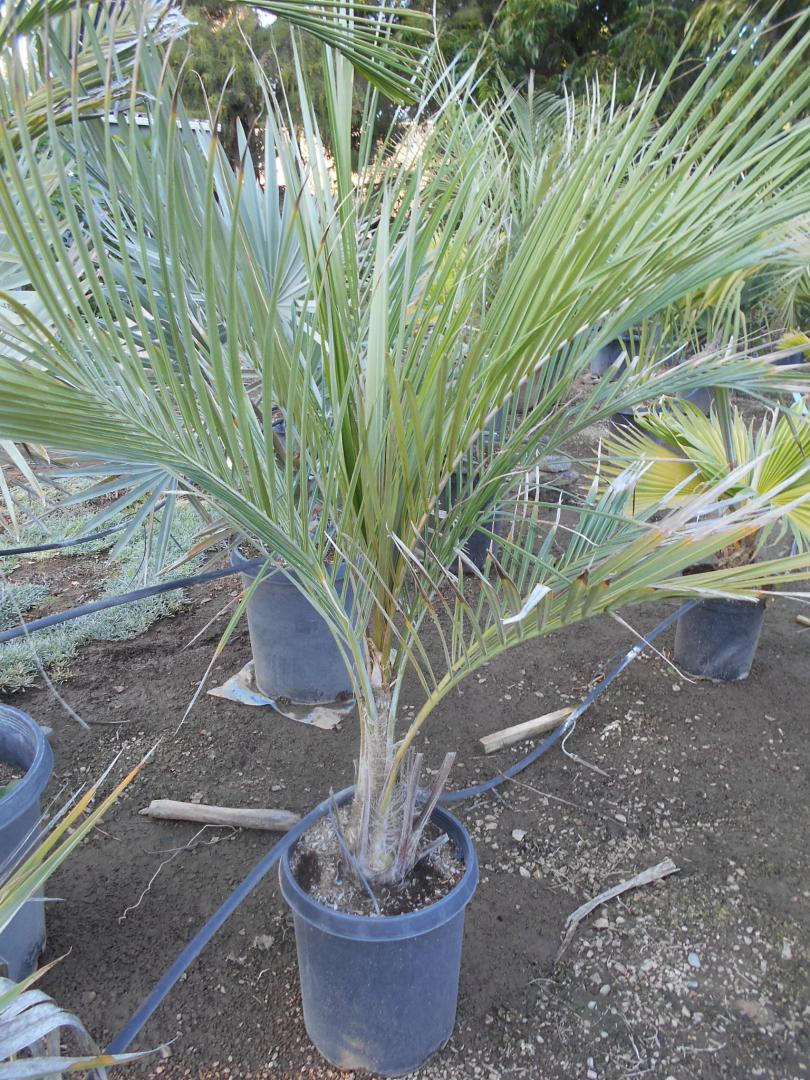Parajubaea torallyi torallyi in 15 gallon