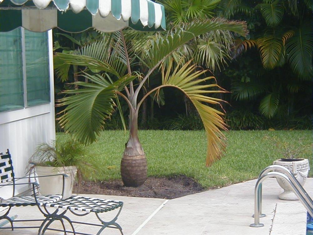 586fc86c1ab3f_bottlepalm.thumb.jpg.134ee