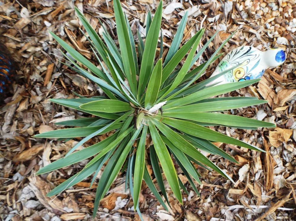 5870257f79d7e_Hemithrinax012-3-14.thumb.