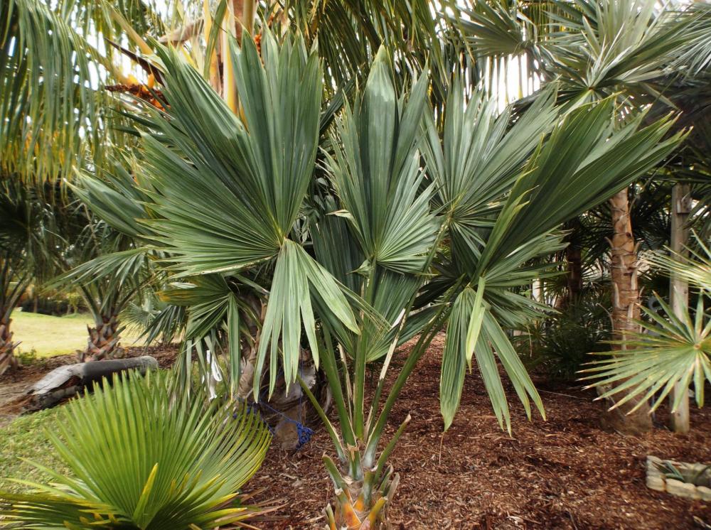 58702da784e7e_SabalpalmettoLisa012-9-15.