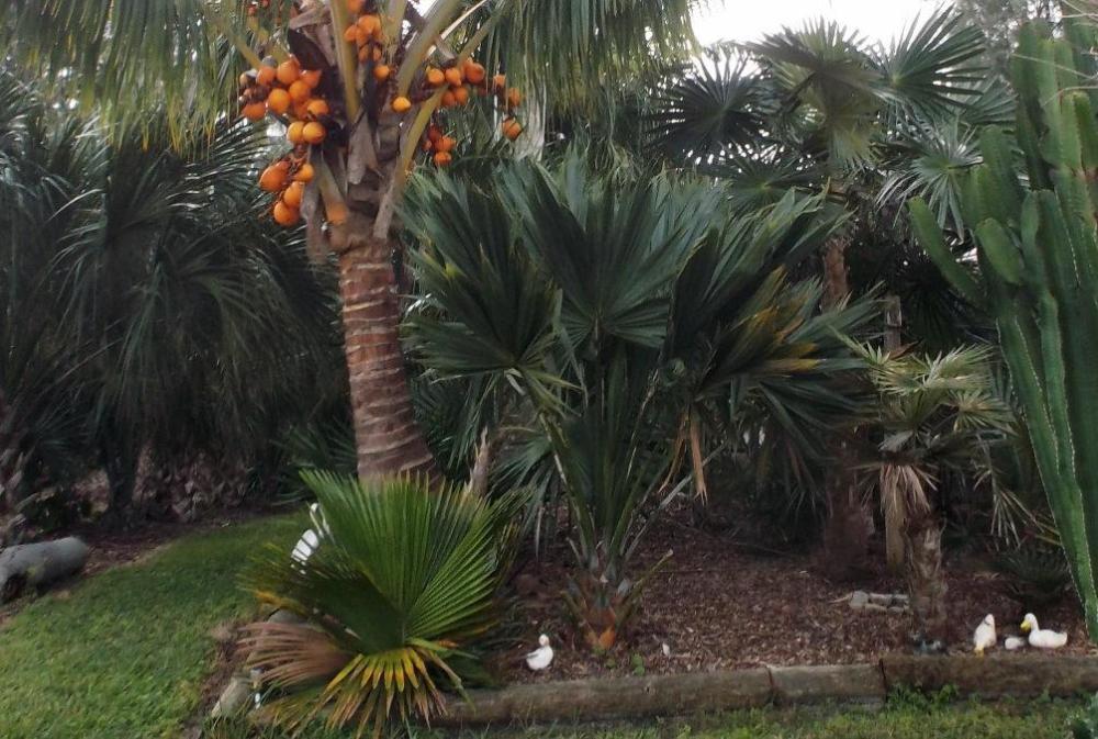 58702df3de91f_SabalpalmettoLisa012016.th
