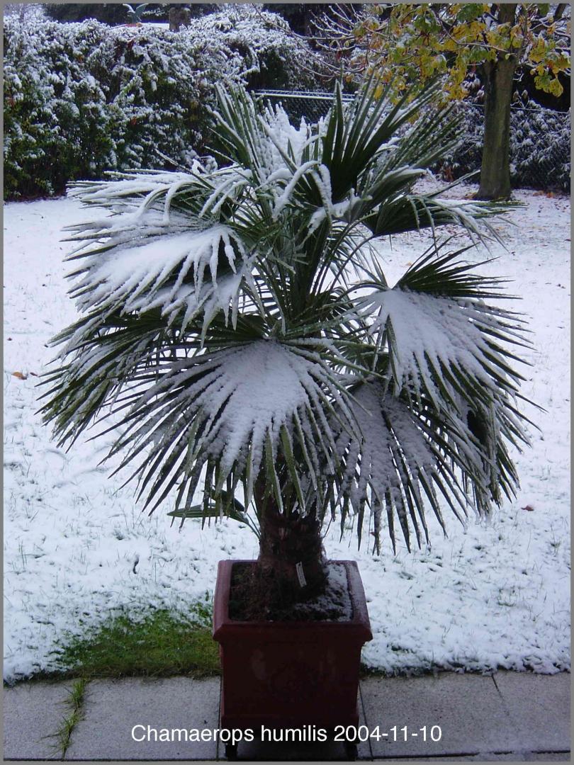 Palms & Snow
