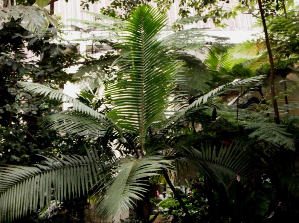 5875366c77854_Prestoeaacuminatamontana01