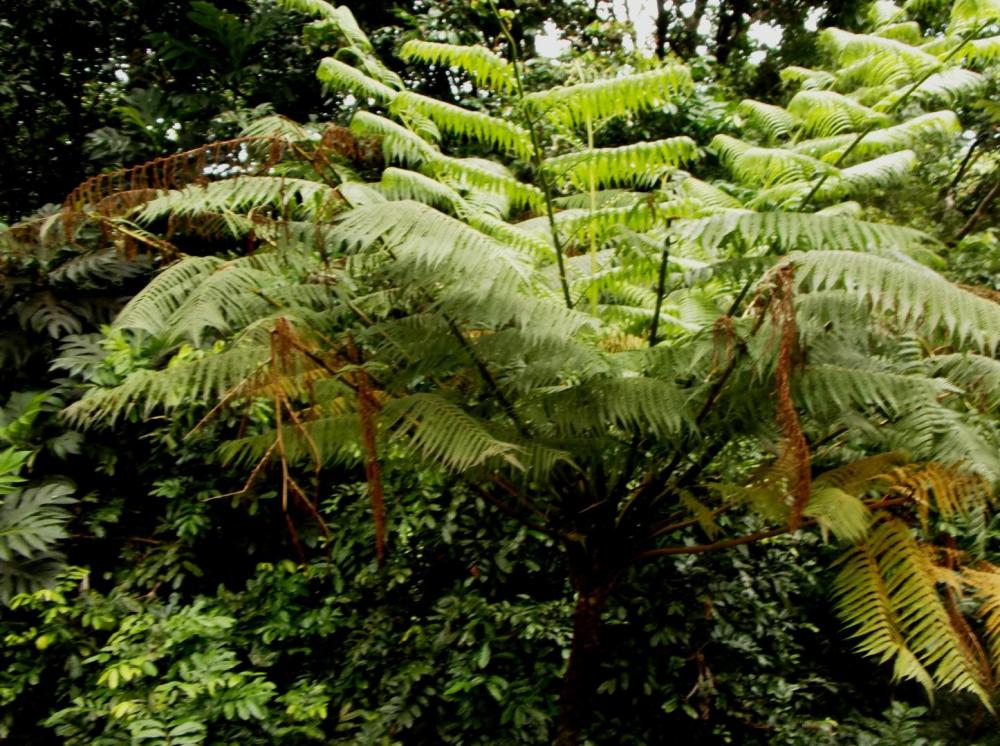 587558c0151eb_TreeFern0912-8-16.thumb.JP