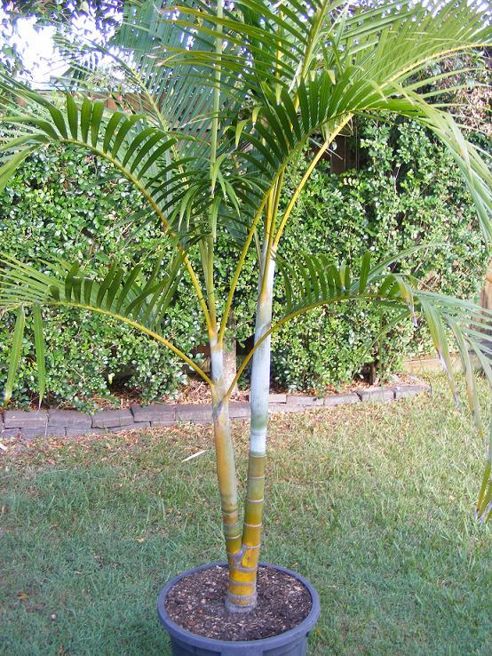 5875934784e4f_goldencane2.JPG.34f7266797