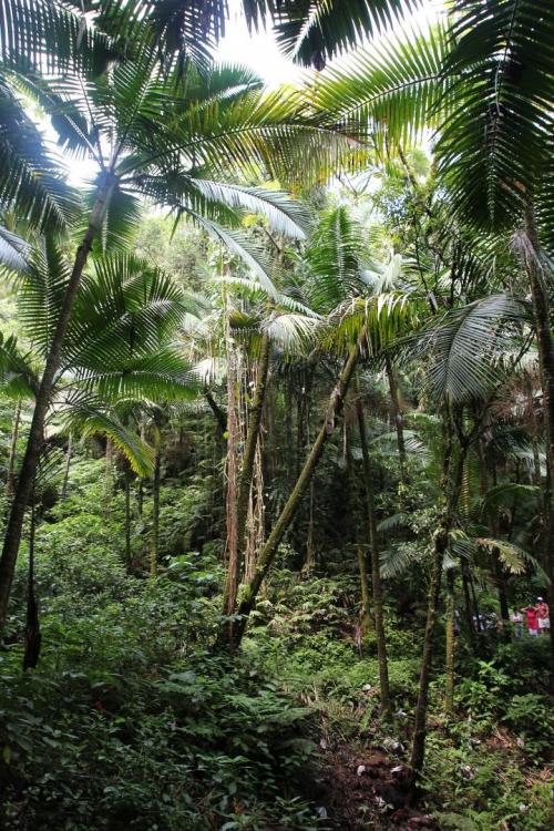 Fern_El Yunque (177).jpg
