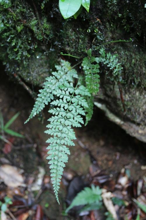 Fern_El Yunque (93).jpg