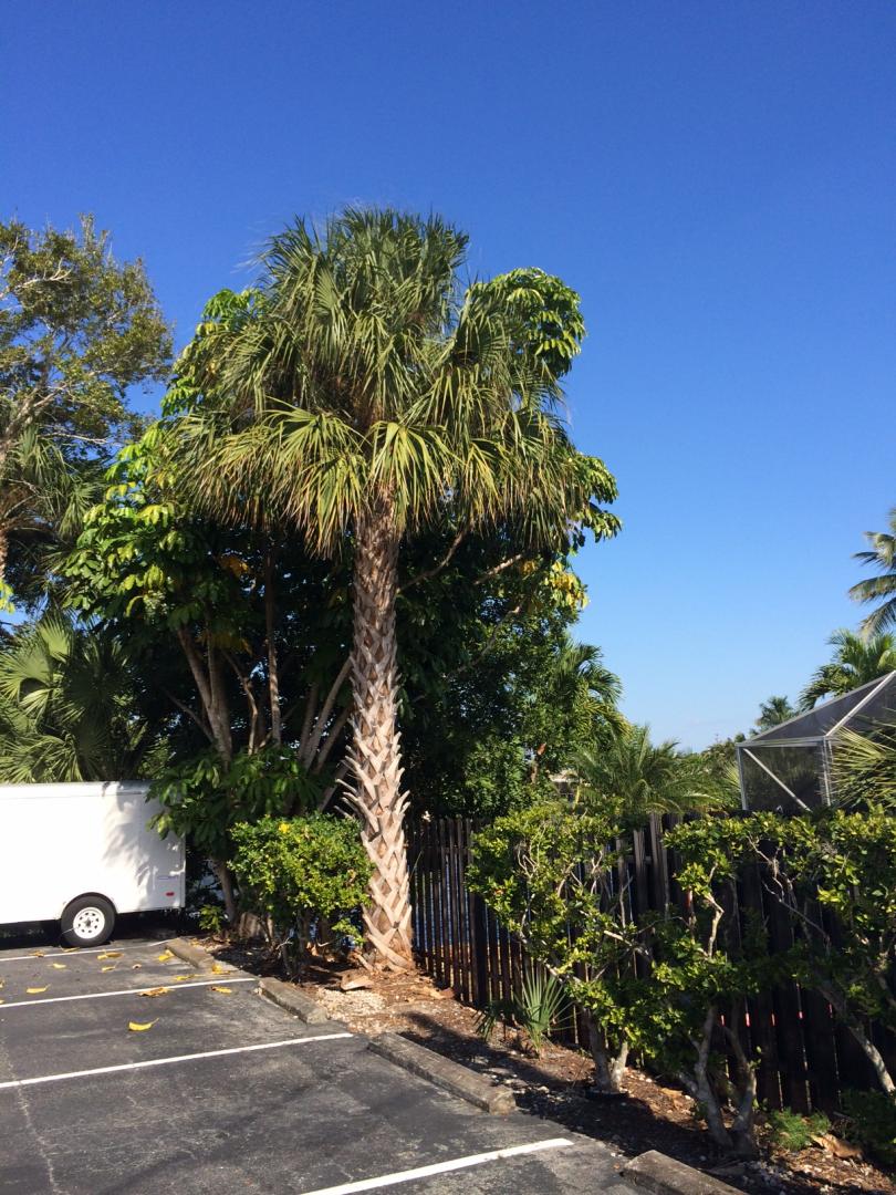 Northwest FL's Largest P. Canariensis- in Jepoardy?