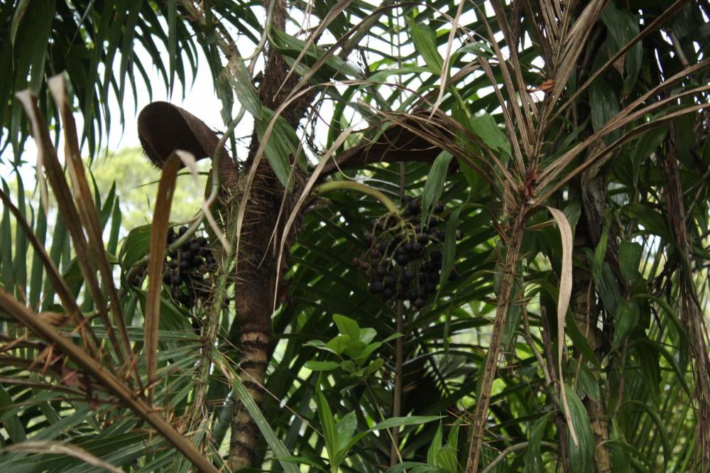 587ff459cd681_Manacdaserra008.thumb.JPG.