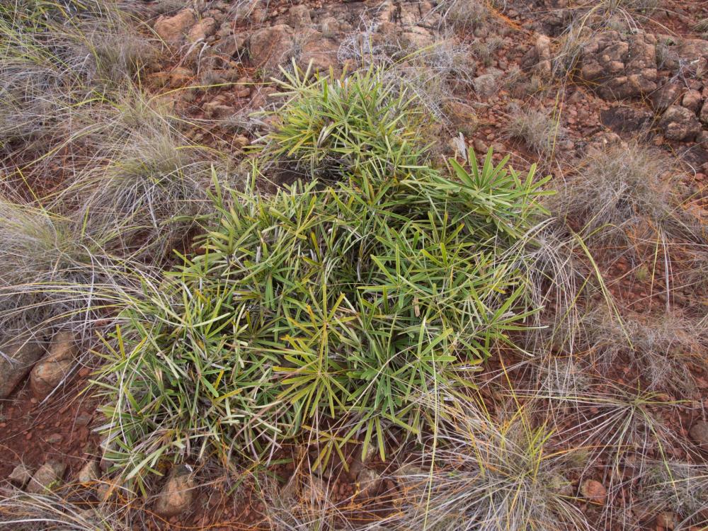 Serpentine_barren_Camaguey_small_Coccothrinax_clump_w_Cassytha_filiformis?_(1_of_1).jpg