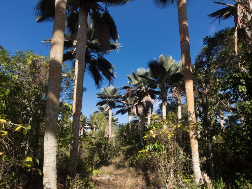 Copernicia fallaensis stand. (1 of 1).jpg