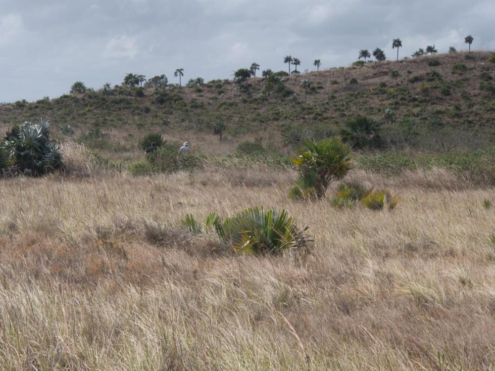 Camagüey serpentine savannah  (1 of 1).jpg