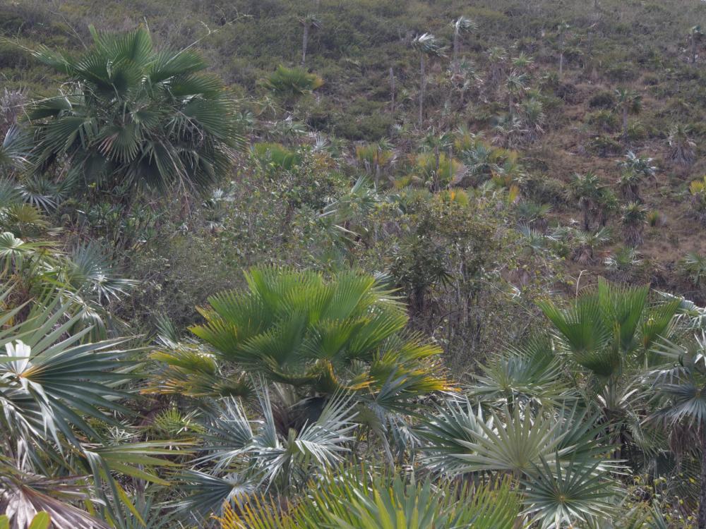 Camagüey_serpentine_savannah_Copernicia_Coccothrinax_(1_of_1).jpg