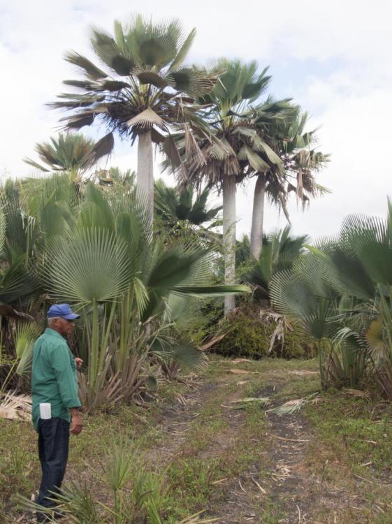 Copernicia gigas with caretaker (1 of 1).jpg