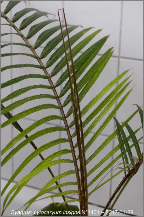 588be90803bb3_N14012017-01-28P1030318.th