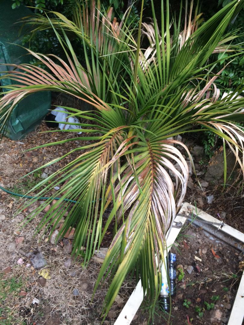 whats wrong with my Howea belmoreana!!???
