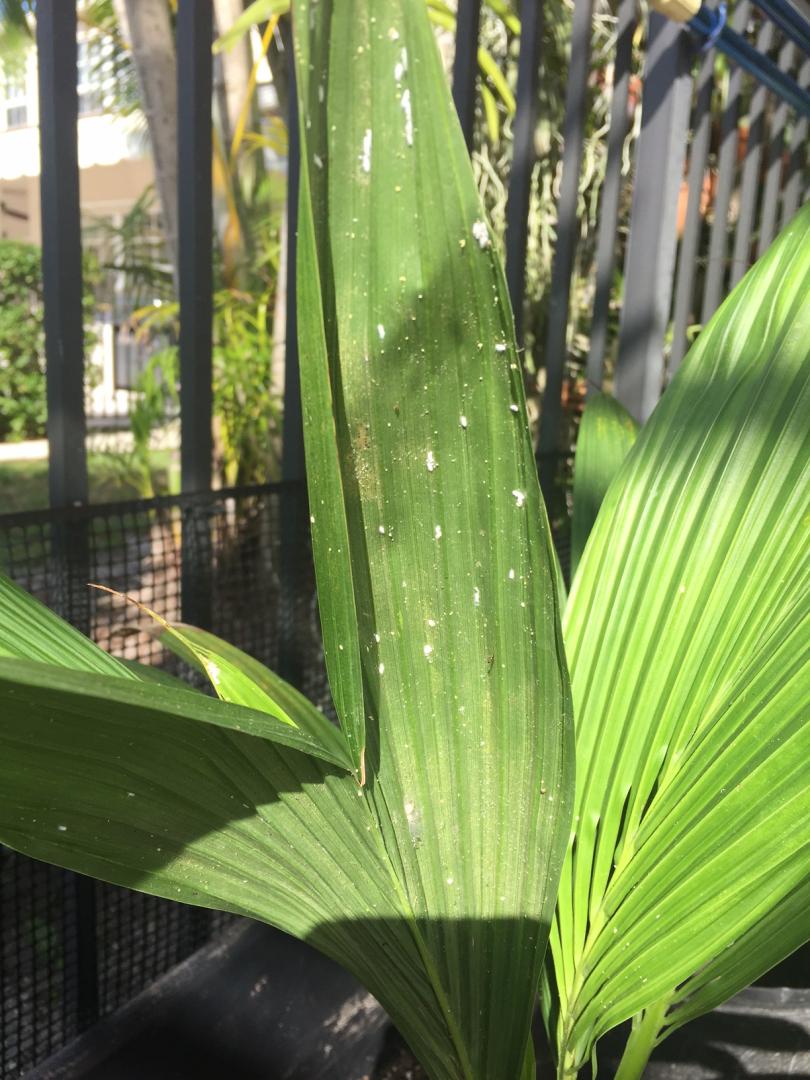 White Spots DISCUSSING PALM TREES WORLDWIDE PalmTalk