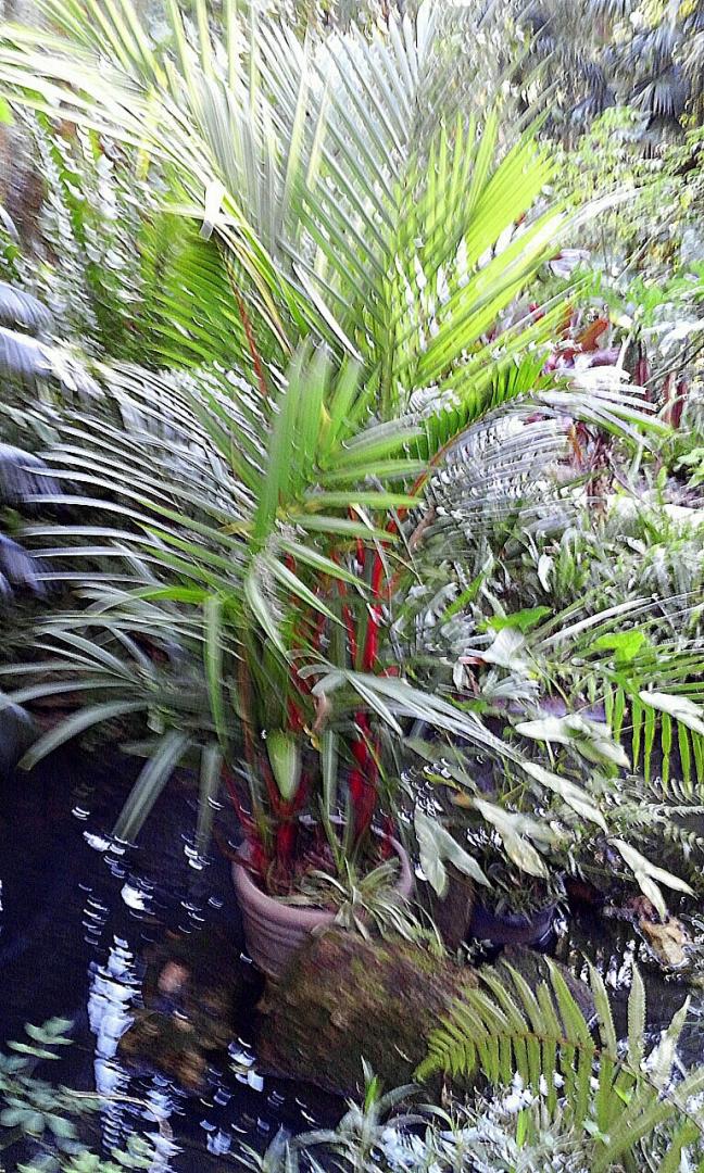 Cyrtostachys renda into the greenhouse for the winter