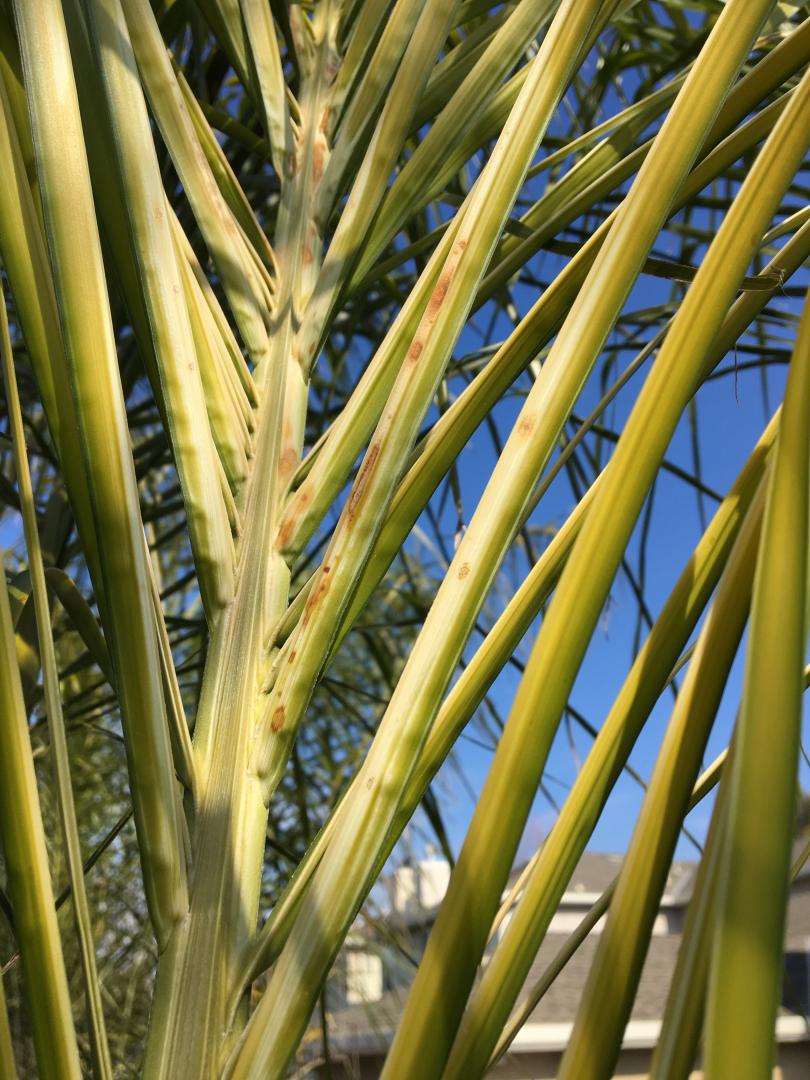 Queen palms Help! DISCUSSING PALM TREES WORLDWIDE PalmTalk