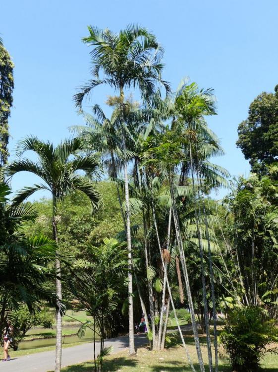 P1030867.thumb.JPG.64700cffa404ff9234771