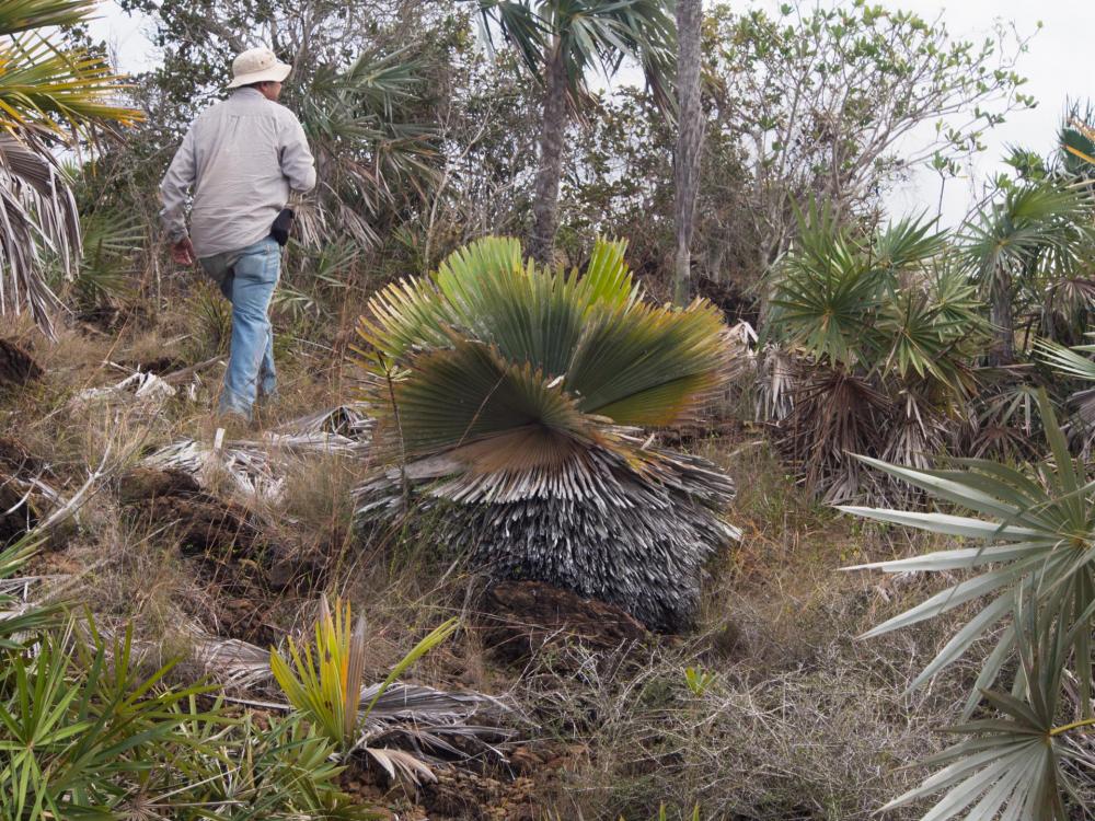 Serpentine_barren_Camaguey_dense_area_(1_of_1).jpg