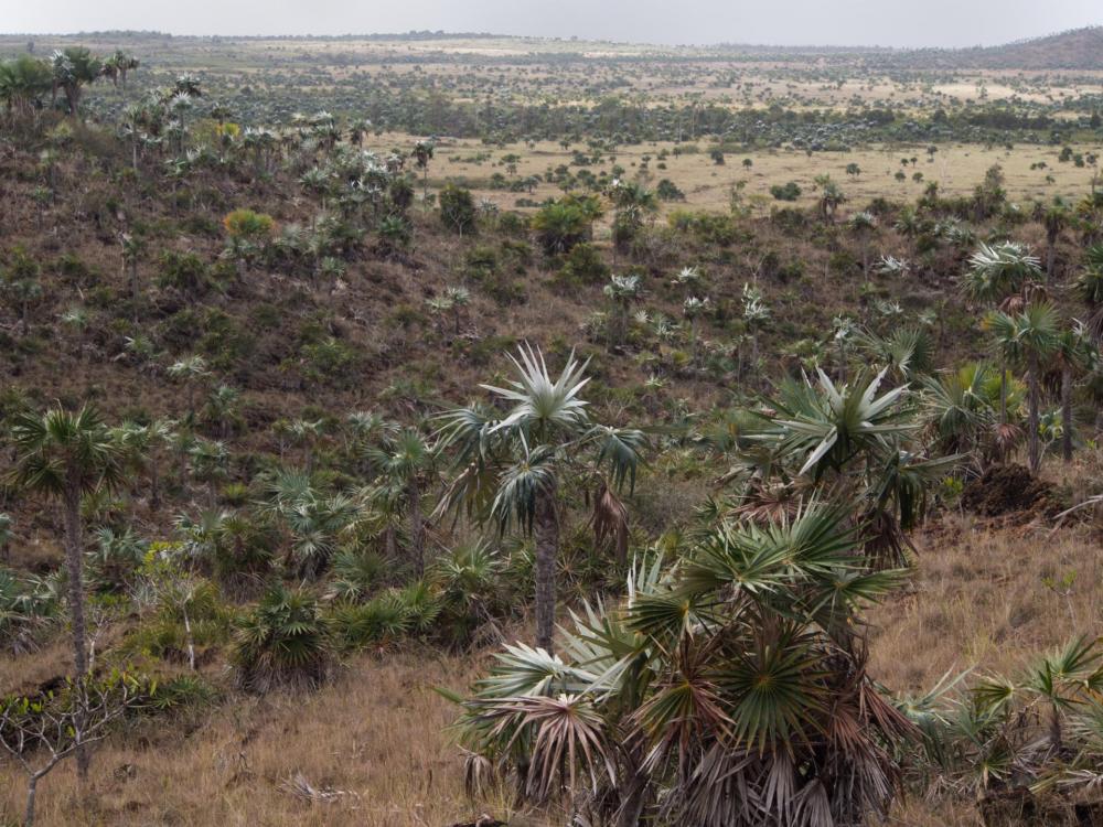 Serpentine_barren_Camaguey_overview_(1_of_1).jpg