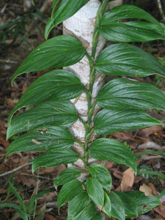 dilacerata.thumb.JPG.d1d60104adebf3bd74c