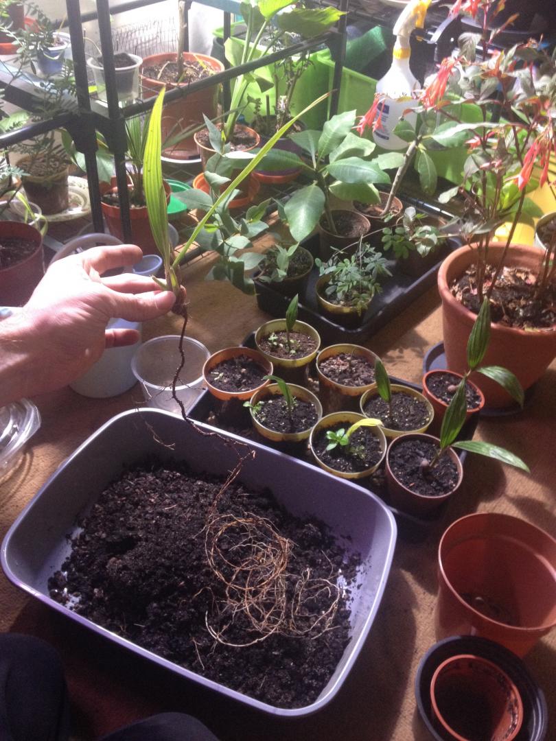 Nannorrhops ritchiana seedlings