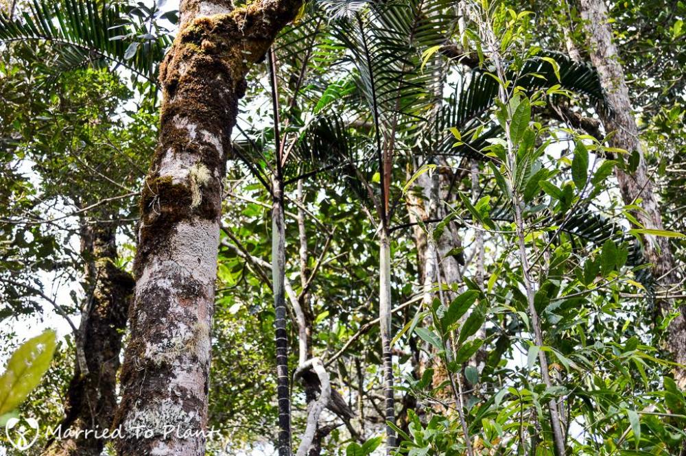 mantadia-national-park-dypsis-black-stem.jpg