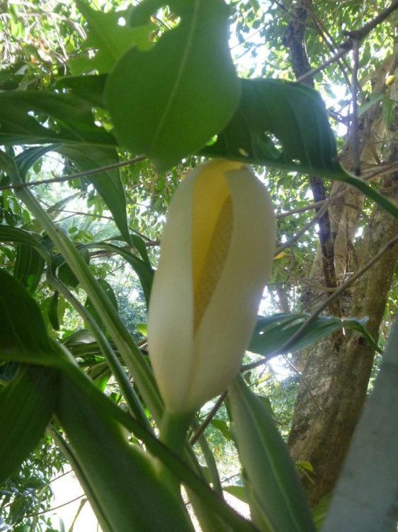 pinatiprtita-infl.thumb.jpg.c19dcdc7b381
