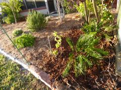 Coonties at planting, January 2016