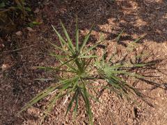 Coccothrinax argentata, Silver Palm at planting January 2016