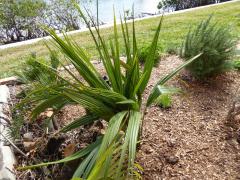 Sabal minor, Dwarf Palmetto at planting january 2016