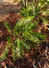 Zamia Floridiana, Coontie