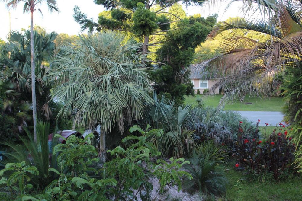 yard2.jpg