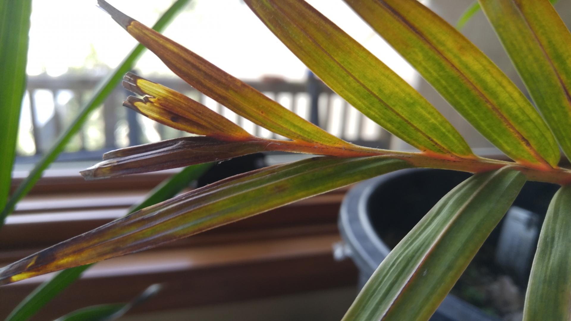 What's Wrong With My Cyphophoenix?