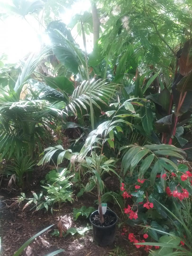 Summer planting continues