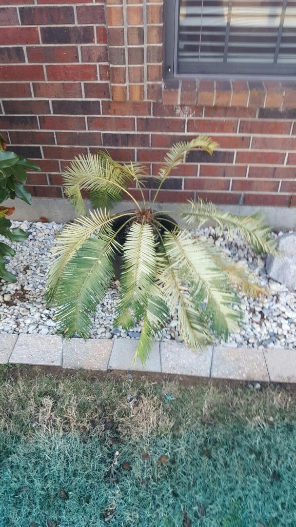 Any ideas as to what's wrong with my sago?