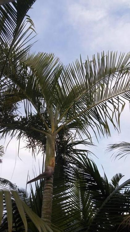 dypsis yellow.jpg