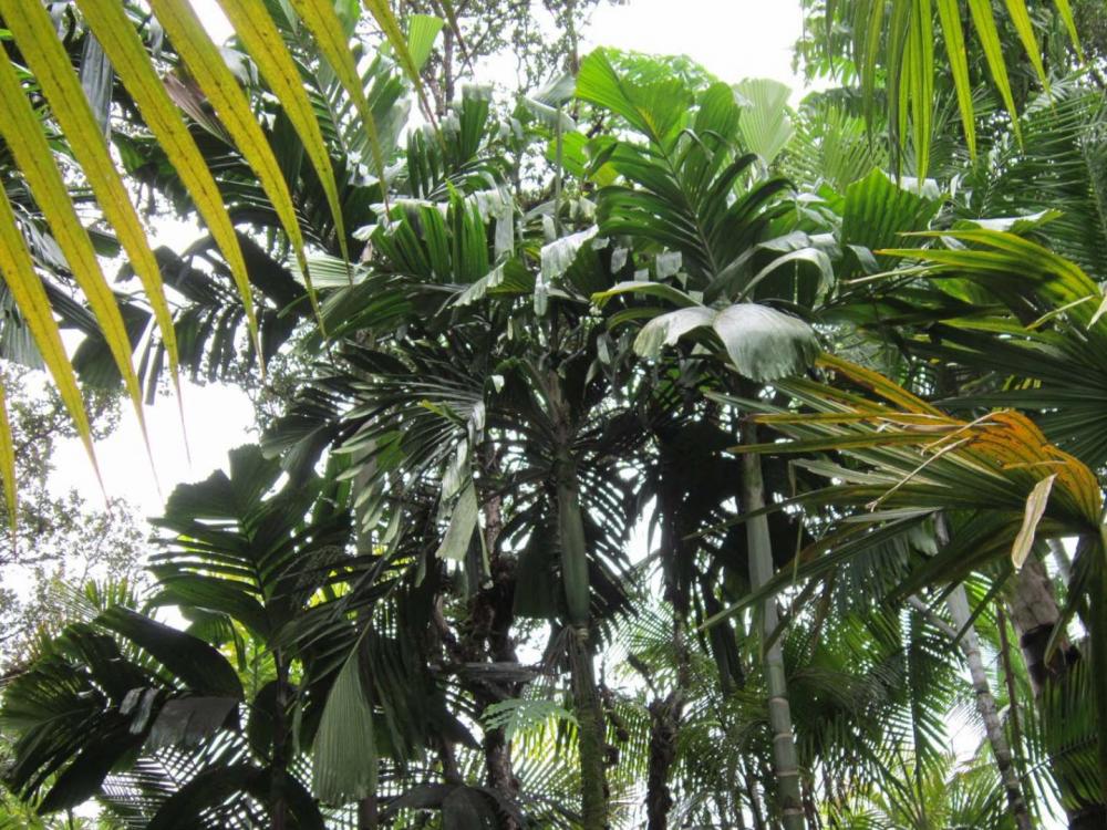 5892bdf69681c_17-Hydriastelebeguinii.thu