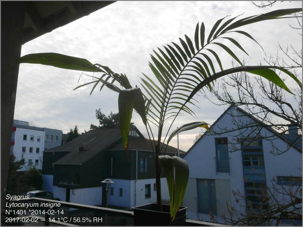 58933b21d1072_N14012017-02-02P1030349.th