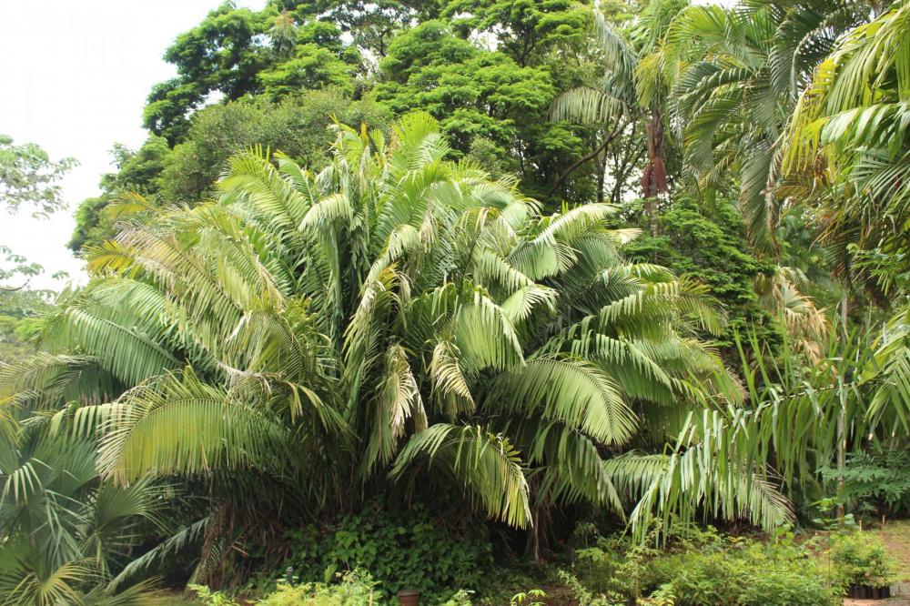 589789d2455ea_UNESP-P-ITAPEBIENSIS020.th
