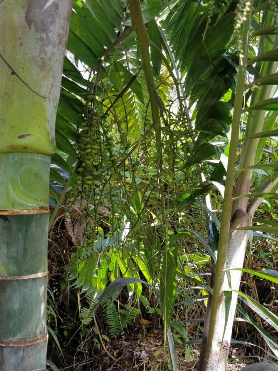 58989c235150f_Palmtree1.thumb.jpg.7556a9