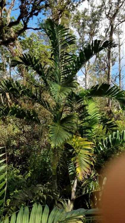 58989c281f9ad_palmtree2.thumb.jpg.e12c4c