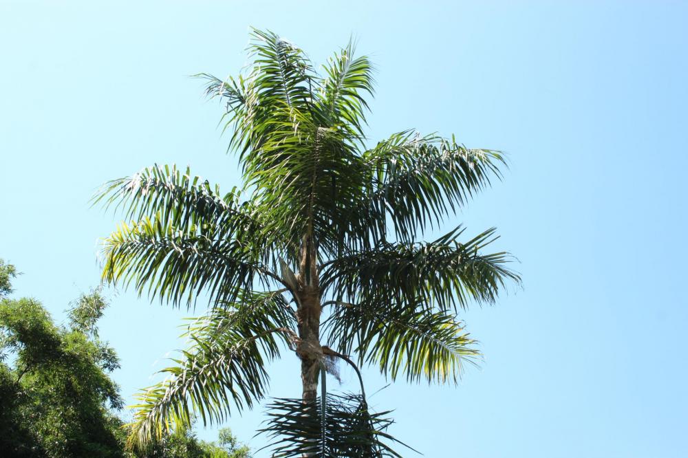 589babe8eefd9_Syagrusvermicularis006.thu