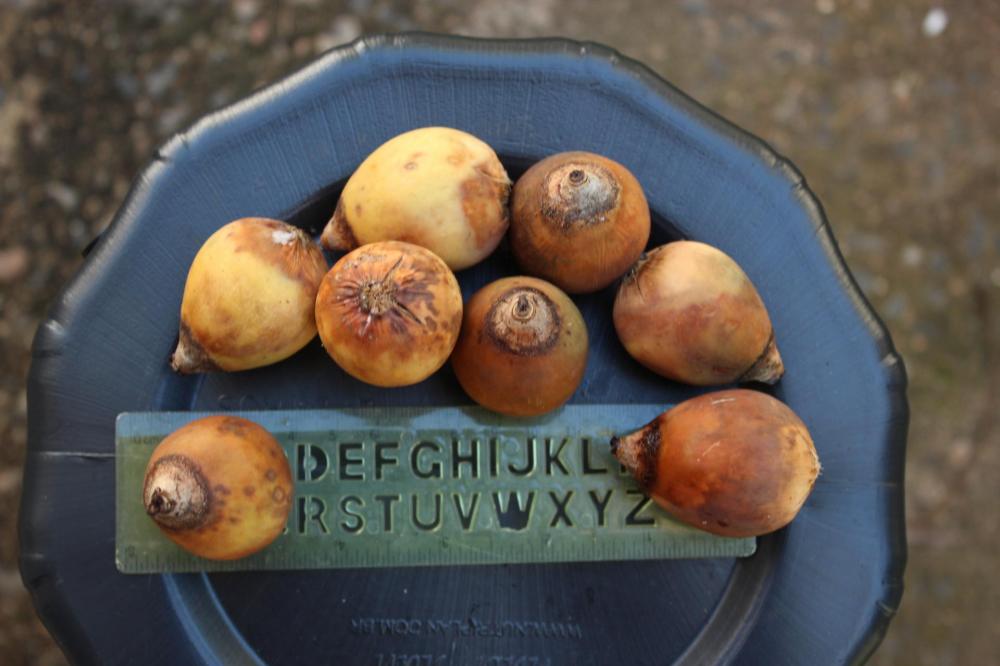 589baf0115486_Frutosesementes(lorenzi)01