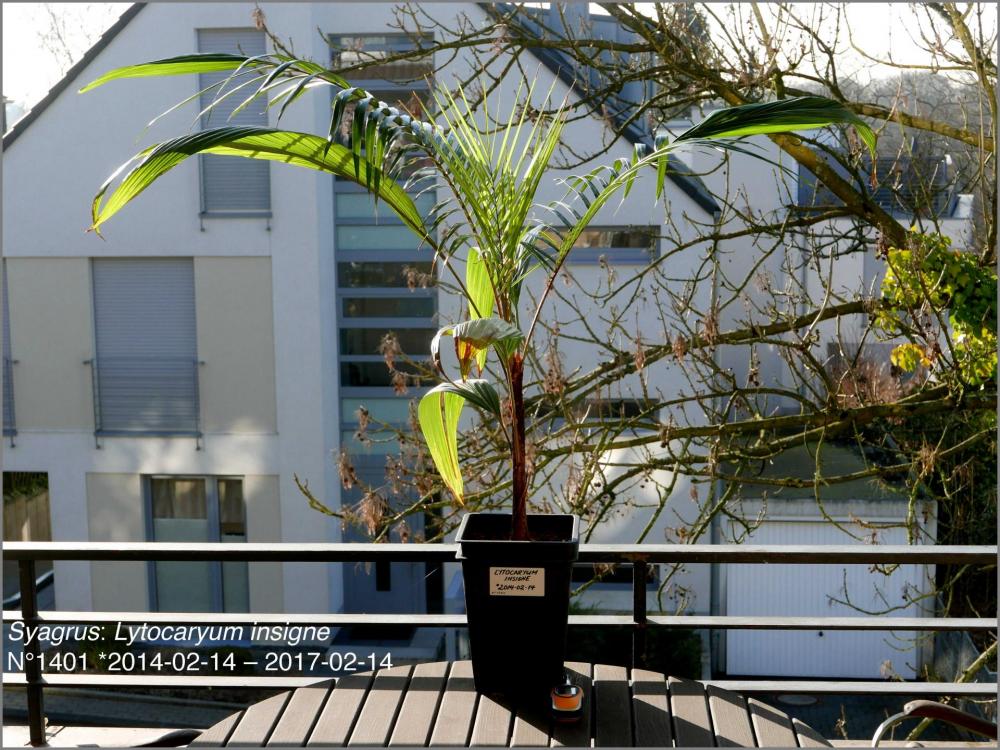 58a31314807c0_N14012017-02-14P1030365.th