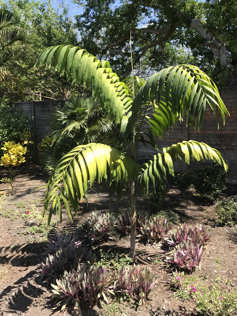 Sun Tolerance for Foxy Lady ? - DISCUSSING PALM TREES WORLDWIDE - PalmTalk